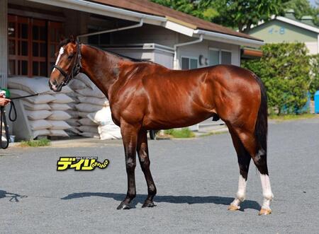 トッピボーン　評価　Ｂ