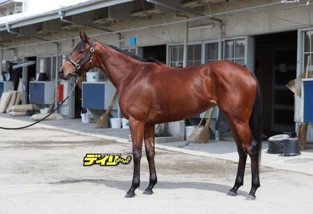 ブレイディヴェーグ　評価Ａ