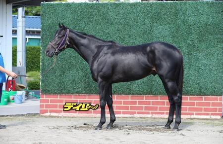 トロヴァトーレ　評価Ｂ