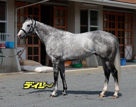 マッドクール　評価Ｂ