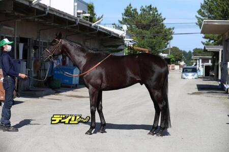 サクラトゥジュール　評価Ｃ