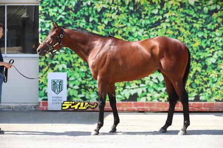 レッドモンレーヴ　評価Ｃ