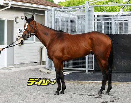 メイショウタバル　評価Ｂ