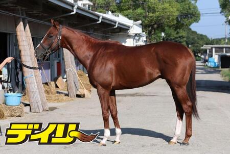 トウシンマカオ　評価Ａ