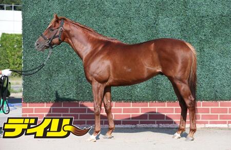 ウインカーネリアン　評価Ｂ