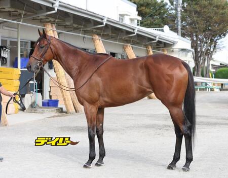 エンブロイダリー　評価Ｂ