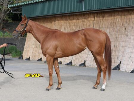 マピュース　評価Ｂ