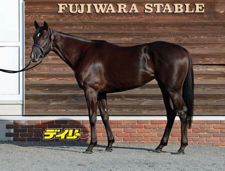 ケリフレッドアスク　評価Ｂ