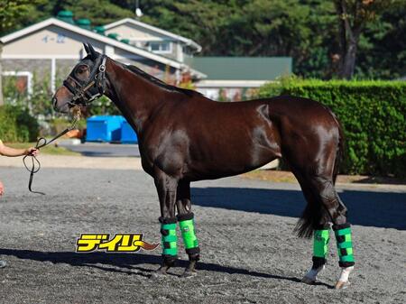 エリカエクスプレス　評価Ｂ