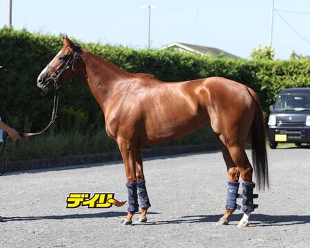 セナスタイル　評価Ｂ