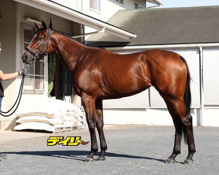 パラディレーヌ　評価Ｂ