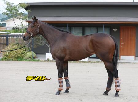 ジョイフルニュース　評価Ｂ