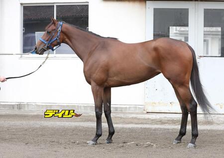 ブラウンラチェット　評価Ｃ