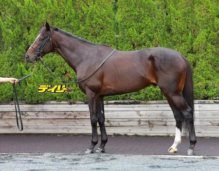 エリキング　評価Ｂ