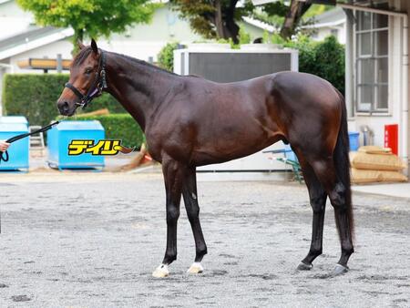 ショウヘイ　評価Ｃ