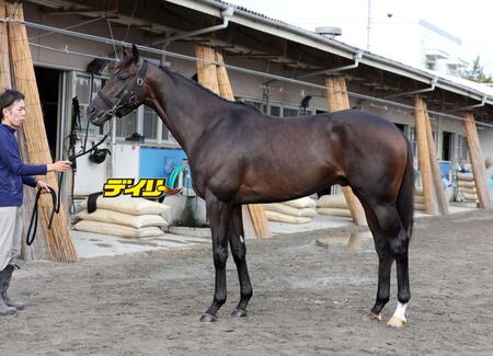 アマキヒ　評価Ｃ