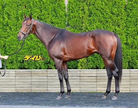 レクスノヴァス　評価Ｂ