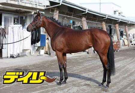 ブレイディヴェーグ　評価Ｂ