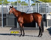 メイショウタバル