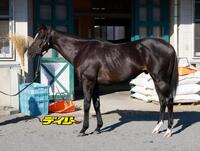 セイウンハーデス