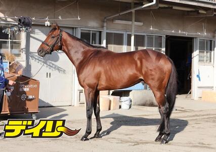 ホウオウビスケッツ