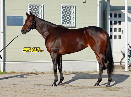 アドマイヤマツリ　評価Ｂ