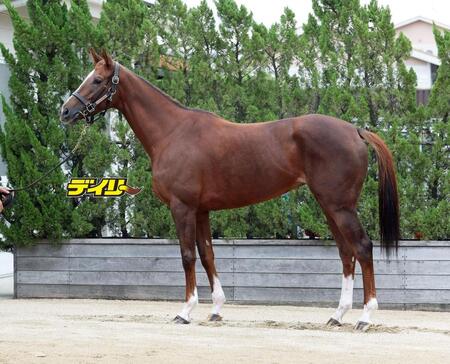 ヴェルミセル　評価Ｂ