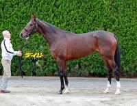 ステレンボッシュ