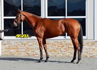 セキトバイースト