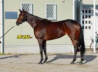 アドマイヤマツリ