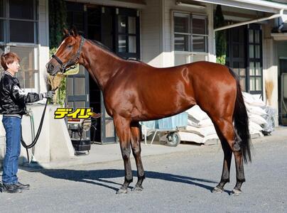 パラディレーヌ