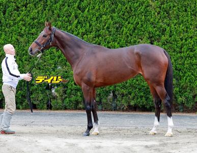 ステレンボッシュ