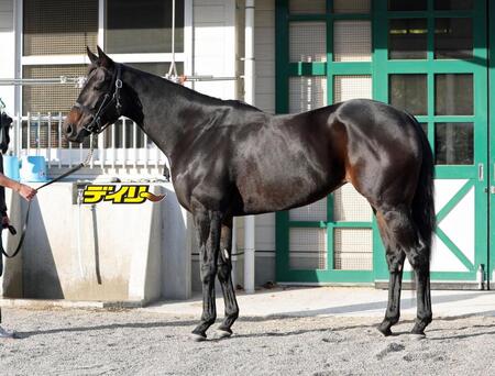 ラヴァンダ　評価Ｂ