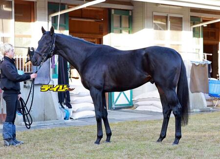 マジックサンズ　評価Ｂ