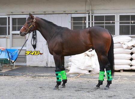 エルトンバローズ　評価Ｂ