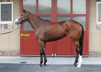 チェルヴィニア