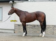 レーベンスティール