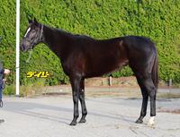 アスコリピチェーノ