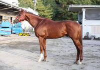 ウインマーベル