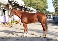 トウシンマカオ