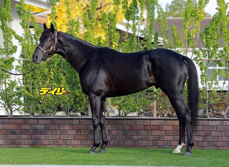 クラワデュノール　評価Ｂ