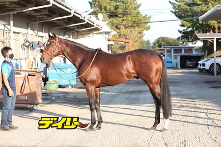 タスティエーラ　評価Ｂ