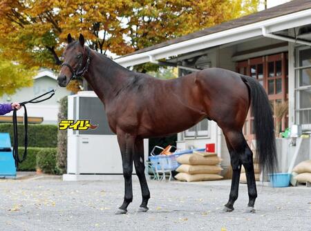 ヨーホーレイク　評価Ｂ