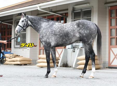 アドマイヤテラ　評価Ｂ