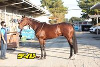 タスティエーラ