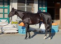 セイウンハーデス