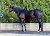 ディープモンスター