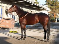 ルクソールカフェ