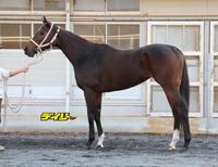 ダブルハートボンド