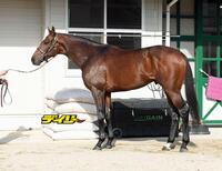 サンライズジパング